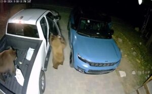 Hungry Bears Skillfully Unlock Parked Cars and Create Havoc