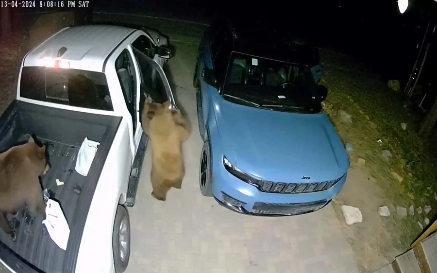 Hungry Bears Skillfully Unlock Parked Cars and Create Havoc